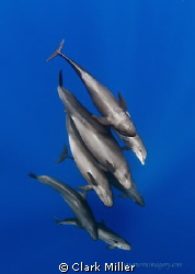False Killer Whales and Disguised Dolphin by Clark Miller 